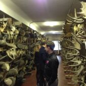 The skull collection of the Museum für Naturkunde, three visitors are surrounded by countless skulls and horns