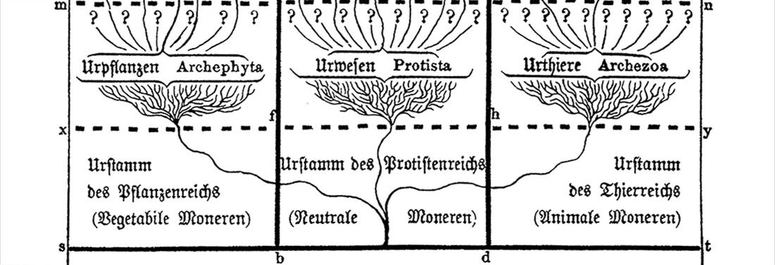 Ausschnitt des monophyletischen Stammbaums in Ernst Haeckels »Natürlicher Schöpfungsgeschichte«, zu sehen sind die Urstämme des Pflanzen-, Protisten- und Tierreichs sowie auf der darüberliegenden Ebene die Urpflanzen, Urwesen und Uritere.