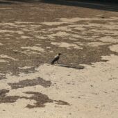Eine Krähe steht auf einer sandigen, trockenen, sonnenbeschienenen Freifläche.
