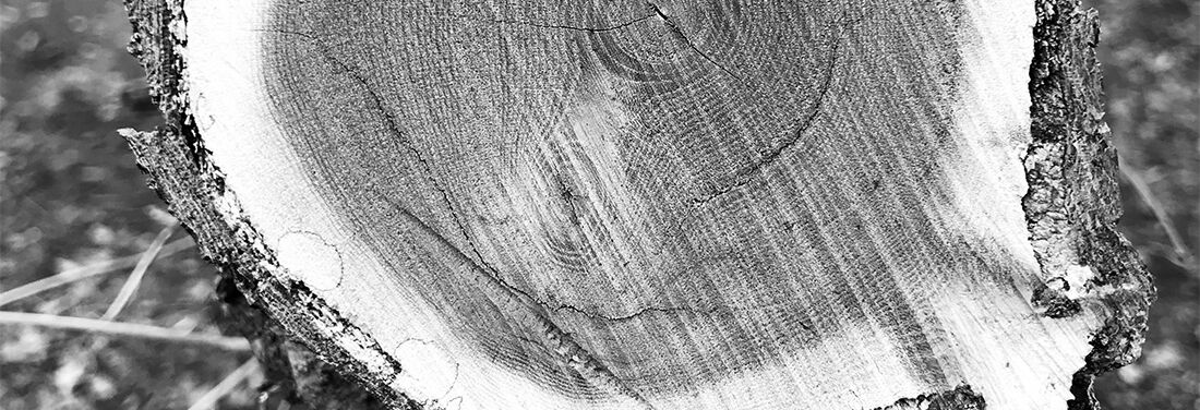 Schwarzweiß Foto eines angeschnittenen Baumstumpfs mit Jahresringen.