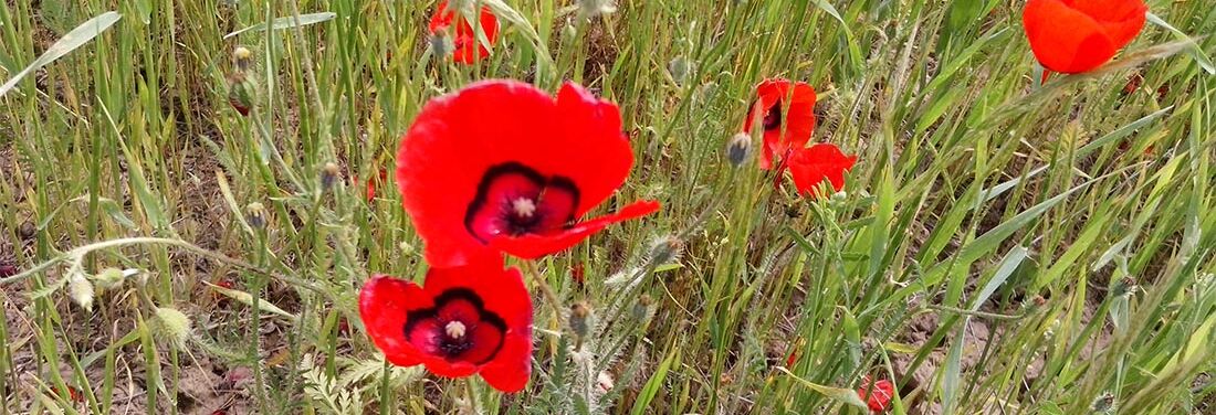 Close-up of red poppy flowers on a green meadow.