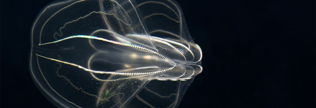 Close-up of a sea walnut (type of comb jellyfish) against a black background.