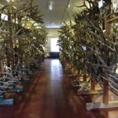 The antler collection of the Museum of Natural History, very many pairs of antlers stand in two rows high up to the ceiling