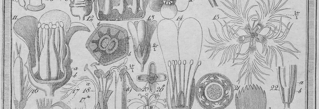 Detail: drawing of various flowers numbered from 11 to 22.