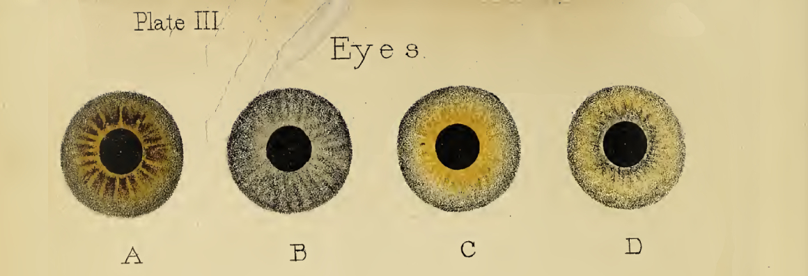 Drawing of four different colored eyes on weathered paper. The eyes are signed A, B, C, and D. The words “Plate III” are written in the upper left corner of the image, and “Eyes” is written in the center above the eyes.