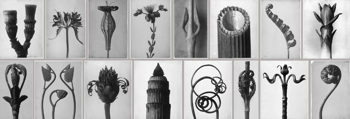 Verschiedene schwarz-weiße Fotografien von Pflanzen unterschiedlicher Forme. Manche sind stark geschwungen, andere kunstvoll symmetrisch.